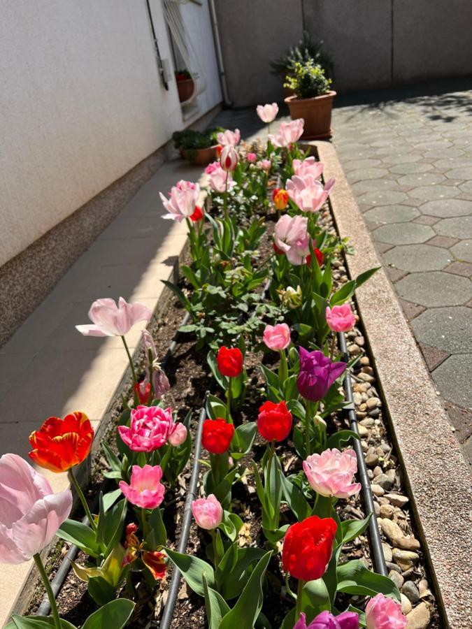 Apartment Ana, Free Garage Parking Szybenik Zewnętrze zdjęcie